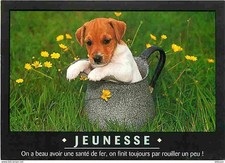 Animaux chiens chiot d'occasion  Fruges