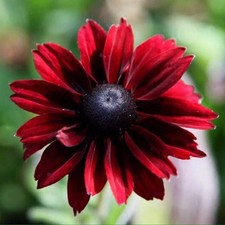 Coneflower cherry brandy for sale  BRADFORD