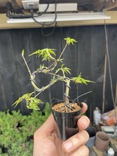 Dwarf japanese maple for sale  Wallkill