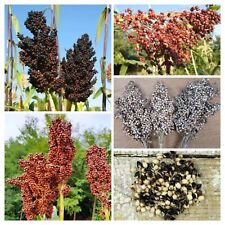 Sorghum seeds mix for sale  Shipping to Ireland