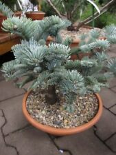 Abies procera glauca gebraucht kaufen  Zetel