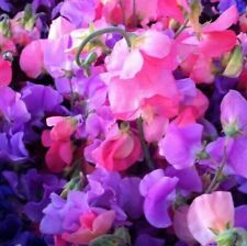 Sweet pea flower for sale  LONDON
