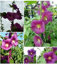 Exot stockrose bauernrose gebraucht kaufen  Erding