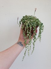 Senecio rowleyanus variegata for sale  BOSTON