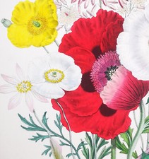 1841 j.w. loudon usato  Urbino