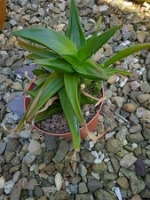 Big succulent for sale  OSWESTRY