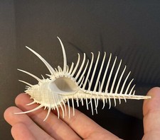 Taxidermy cabinet curiosité usato  Roma