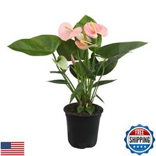 Pink anthurium live for sale  San Jose