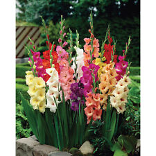 Gladioli large flowering for sale  WOLVERHAMPTON