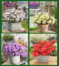 rhododendrons for sale rhododendrons for sale NELSON