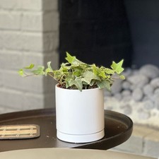 Easy grow ivy for sale  San Marcos
