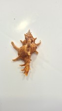 Chicoreus axicornis bargain usato  San Martino Dall Argine
