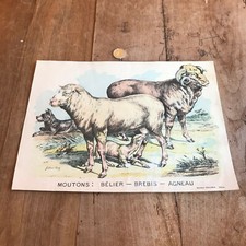 Gravure ancienne faune d'occasion  Saint-Jean-en-Royans