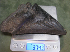 Huge 5.87inch megalodon for sale  Jackson
