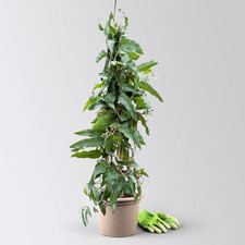 Zitronen eukalyptus pyramide gebraucht kaufen  Deutschland