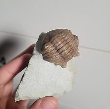 Rare russian asaphus for sale  Staten Island