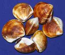 Polished brown cockle for sale  Brielle