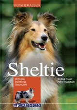Sheltie gebraucht kaufen  Berlin