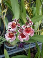 Pianta orchidea arcobaleno usato  Spedire a Italy