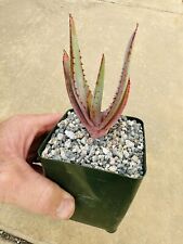 Aloe lineata var. for sale  Carlsbad