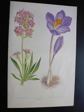 Gravure couleur botanique d'occasion  Lunéville