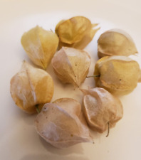 Pineapple ground cherry for sale  Omaha