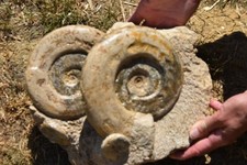 Géant bloc ammonites d'occasion  Pont-à-Mousson
