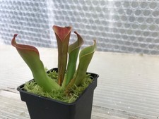 Heliamphora hispida cerro for sale Heliamphora hispida cerro for sale  TONBRIDGE