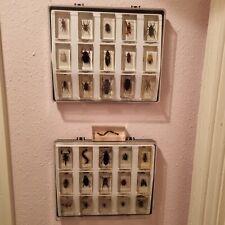 Bugs full collection for sale  ST. LEONARDS-ON-SEA