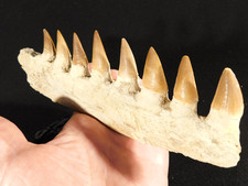Big mosasaurus jaw for sale  Salt Lake City