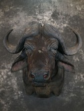African cape buffalo for sale  Wrightstown