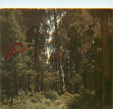 Picture postcard robert for sale  NEWCASTLE UPON TYNE