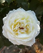 Diamond wedding rose for sale  MARCH