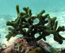 Live codium macroalgae for sale  Huntington