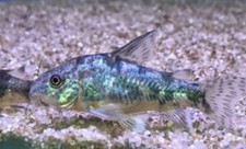 peppered corys for sale peppered corys for sale Mount Morris