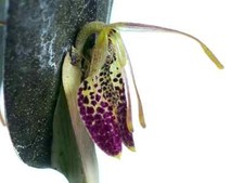 Orchidee restrepia muscifera d'occasion  Bischoffsheim