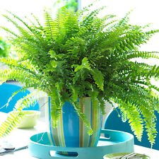Stunning nephrolepis boston for sale  UK