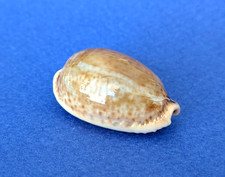 Cypraea spurca beau d'occasion  Nice-