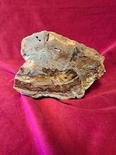 Bois fossilisé madagascar d'occasion  Tournon-sur-Rhône
