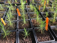Ornamental tree collection for sale  MALPAS
