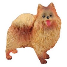 Pacific trading pomeranian for sale  USA