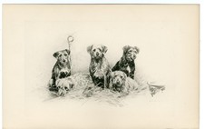 Border terrier antique for sale  COLEFORD