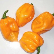 Scotch bonnet yellow gebraucht kaufen  Bad Dürkheim