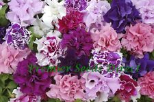 Petunia grandiflora double for sale  SALISBURY