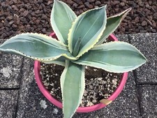Agave gypsophila variegata gebraucht kaufen  Nünchritz
