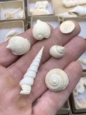 Nice collection seashells d'occasion  Montpellier-