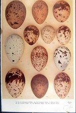 Old birds eggs for sale Old birds eggs for sale  UK