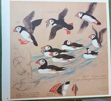 Superb vintage bird for sale  MORPETH