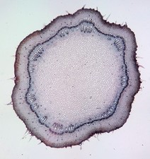 Antique microscope slide for sale Antique microscope slide for sale  BRISTOL