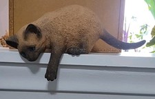 sweet young cats for sale sweet young cats for sale Omaha